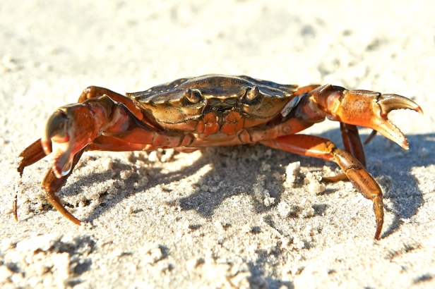 Shore Crab (Carcinus maenas)